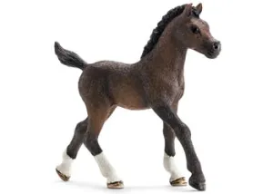 Arabian - Foal