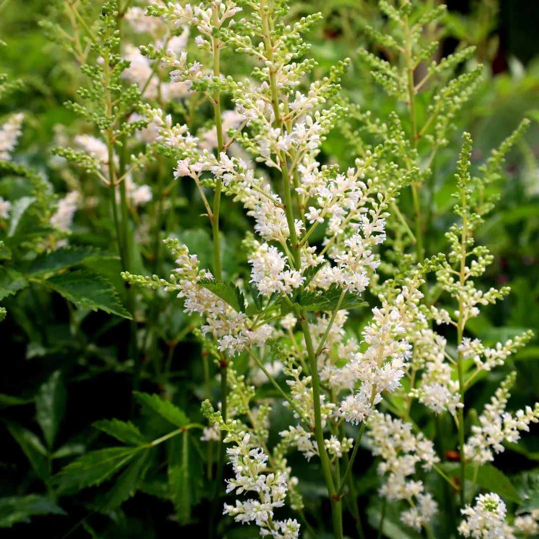 Astilbe Snowdrift