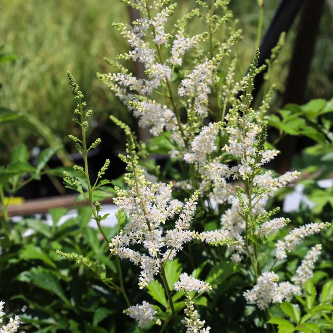 Astilbe Snowdrift