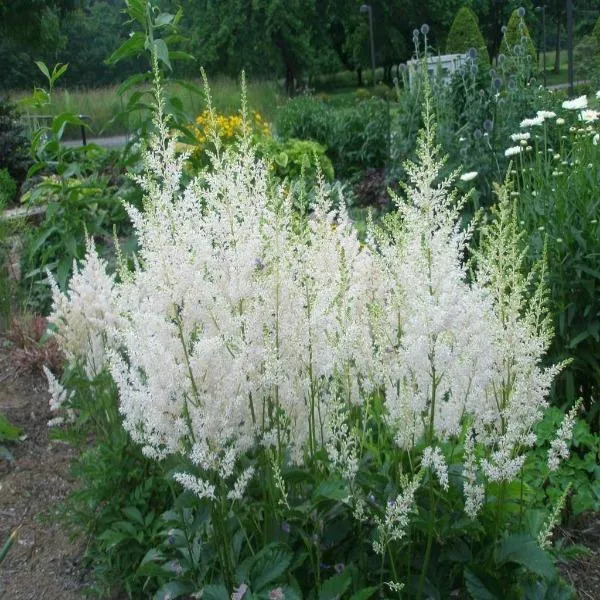 Astilbe Snowdrift