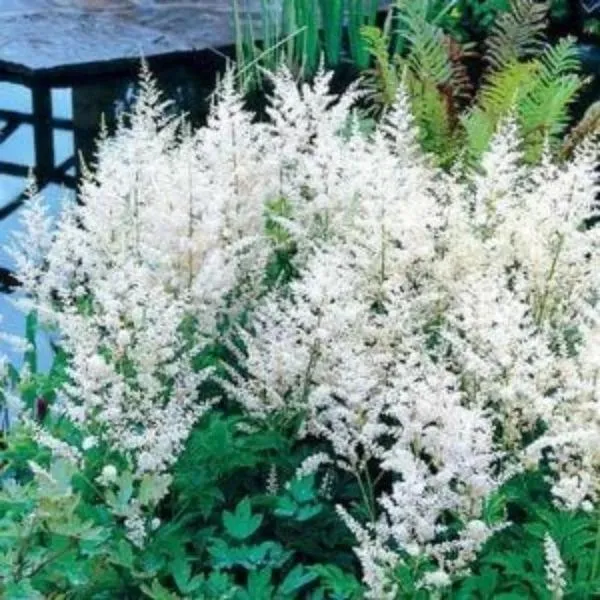 Astilbe Snowdrift