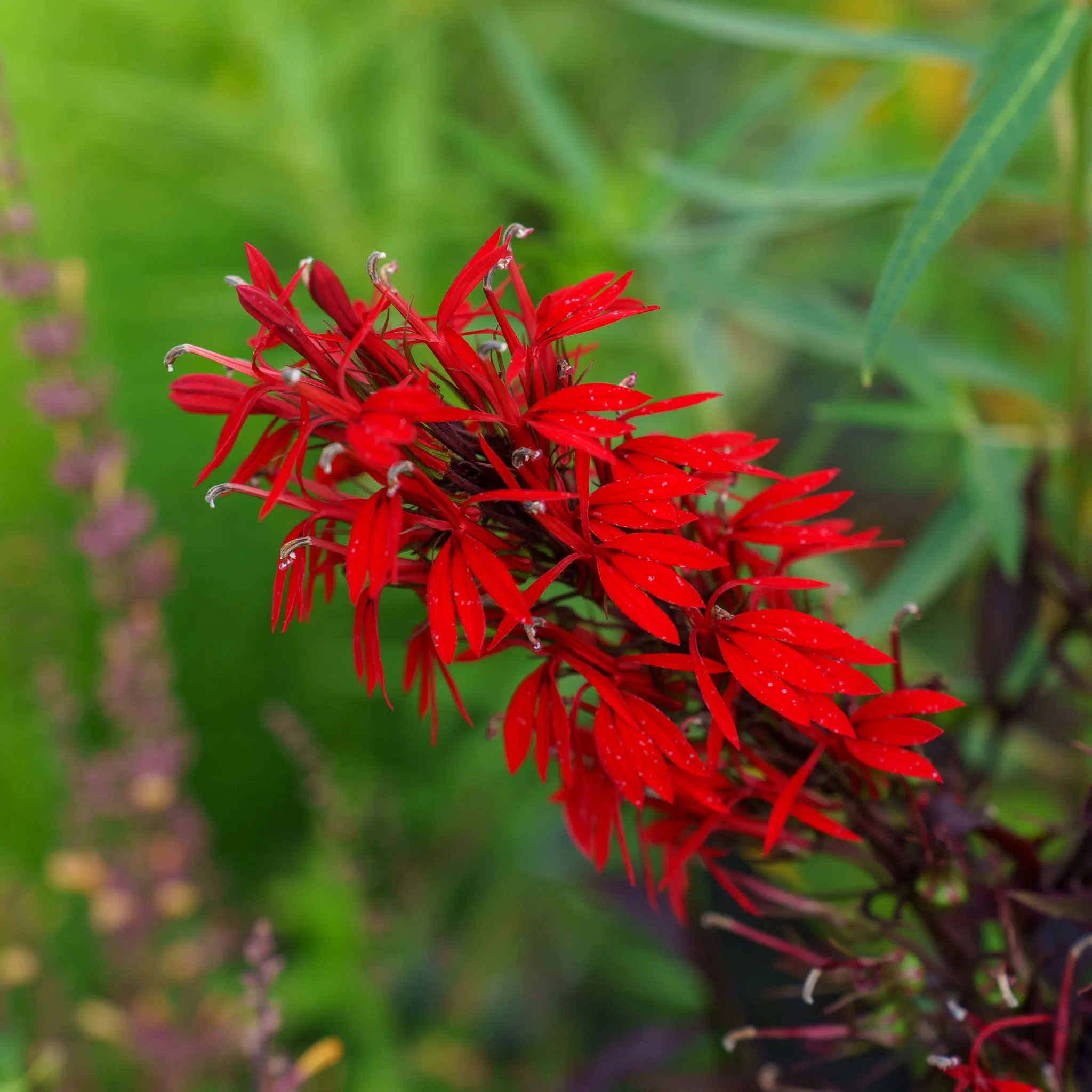 Black Truffle Cardinal Flower