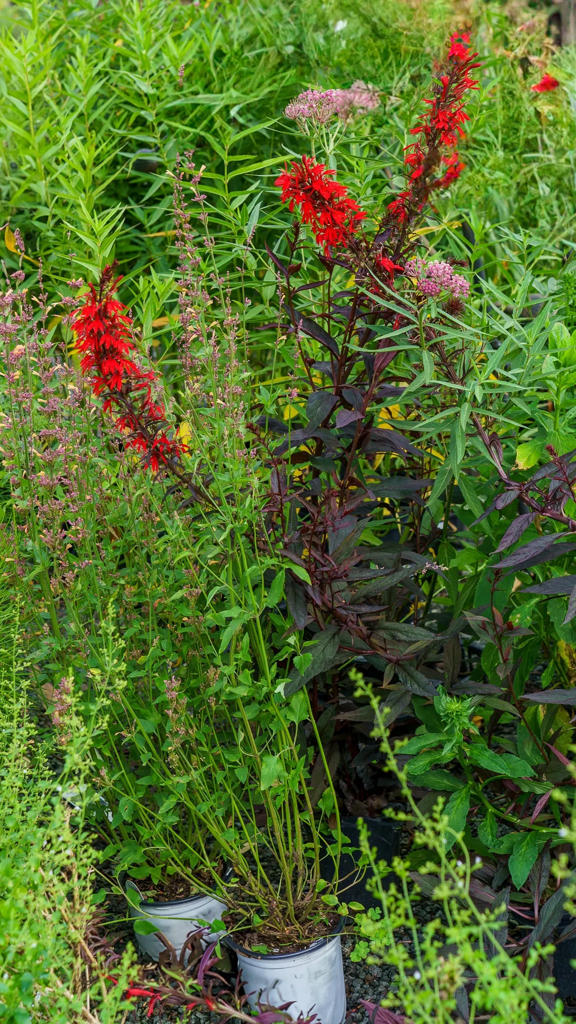 Black Truffle Cardinal Flower