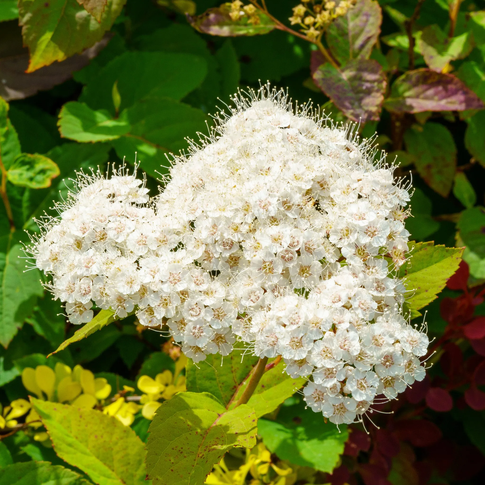 Doubleplay Blue Kazoo Spirea