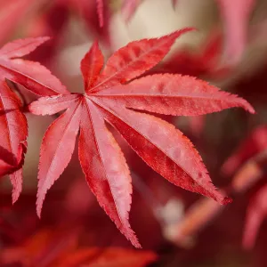 Emperor 1 Japanese Maple