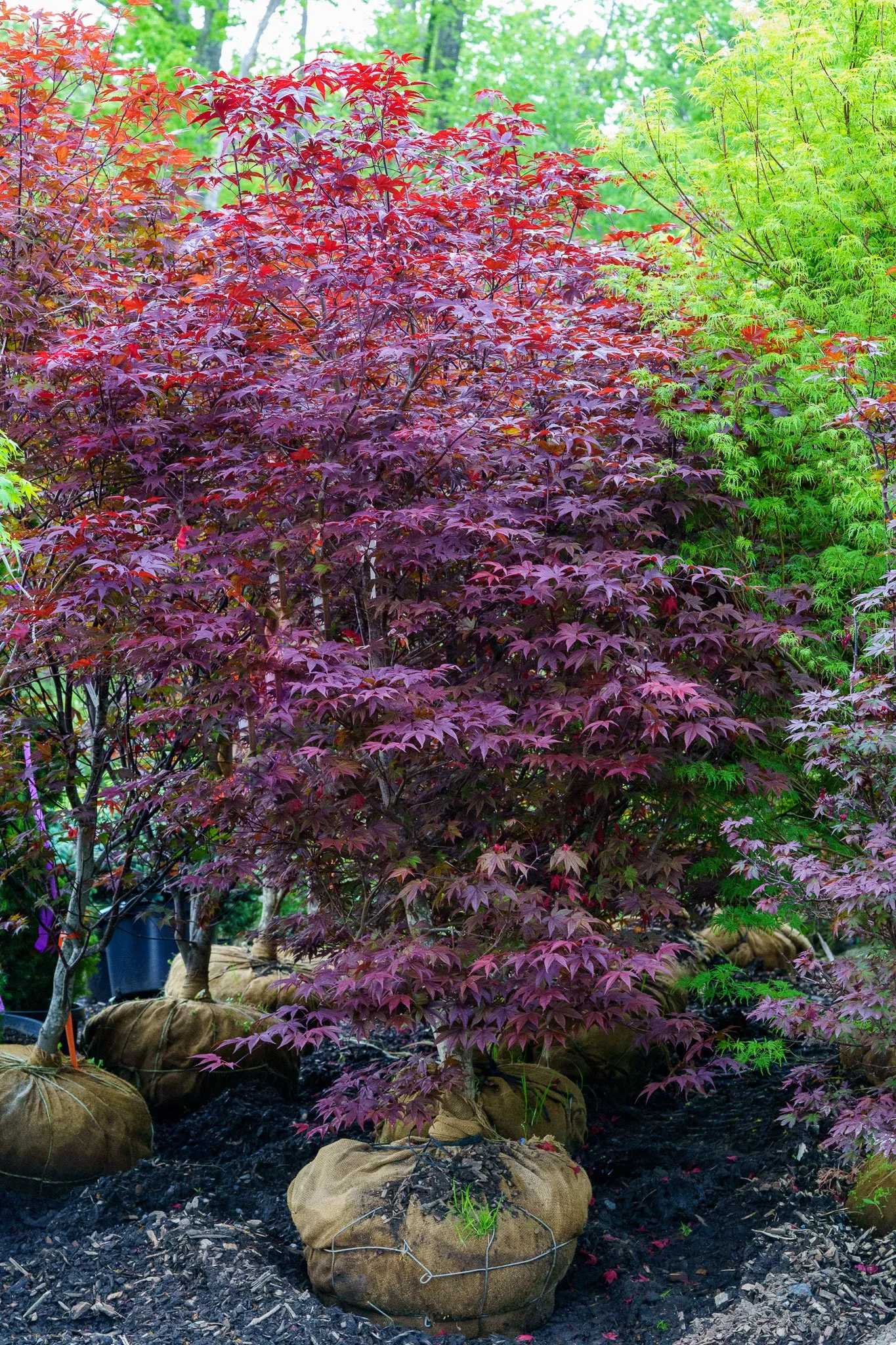 Emperor 1 Japanese Maple