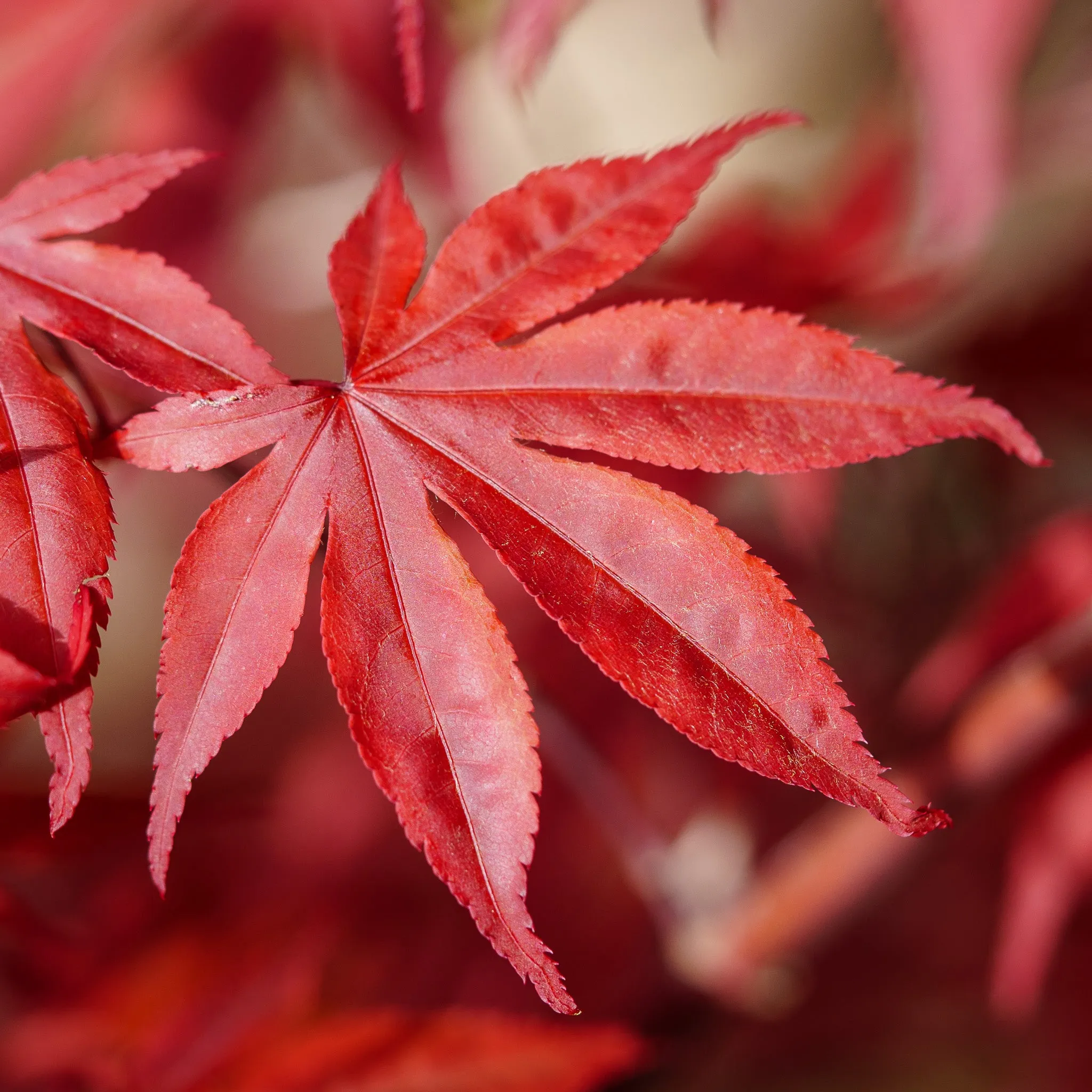 Emperor 1 Japanese Maple