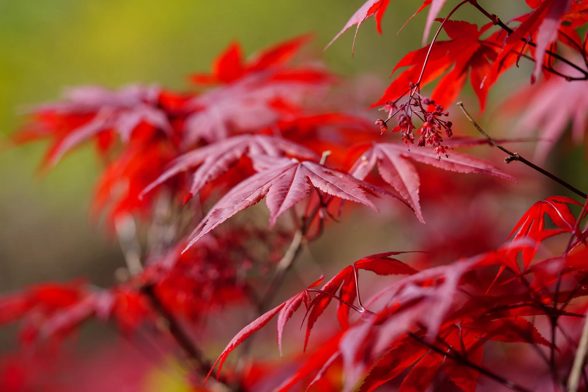 Emperor 1 Japanese Maple