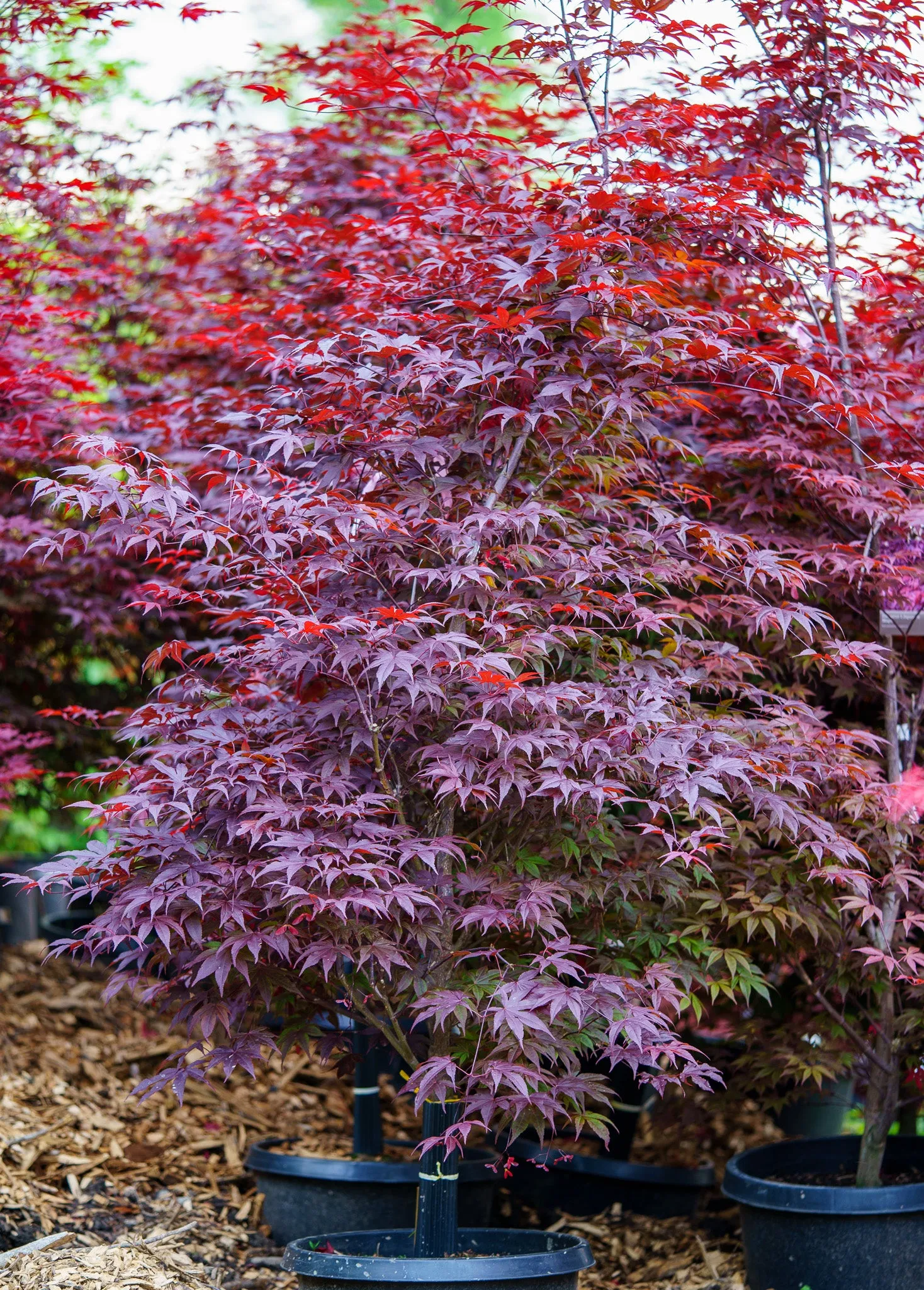 Emperor 1 Japanese Maple