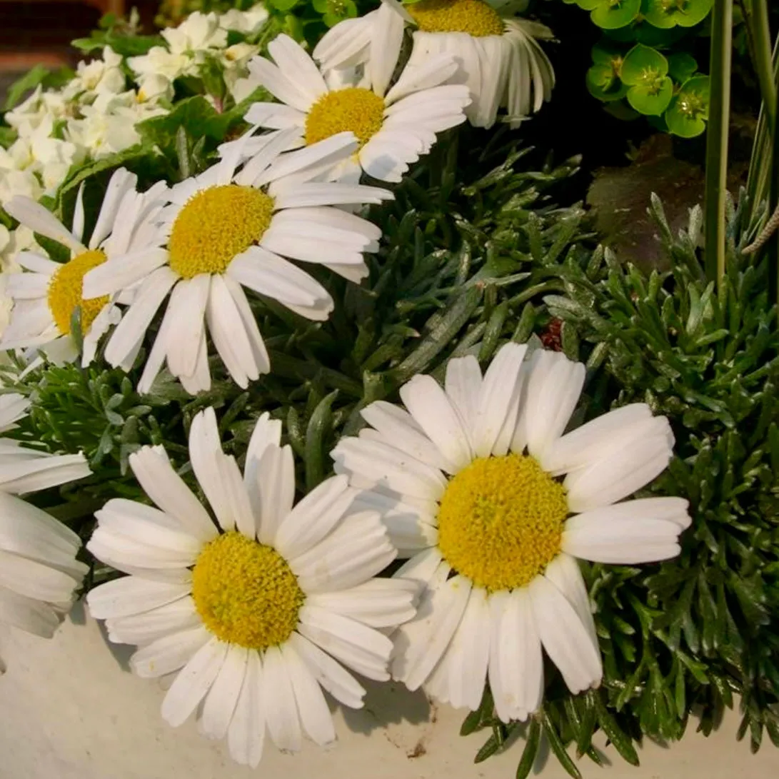 Shasta Daisy - LEUCANTHEMUM hosmariense