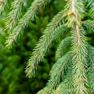 Weeping White Spruce