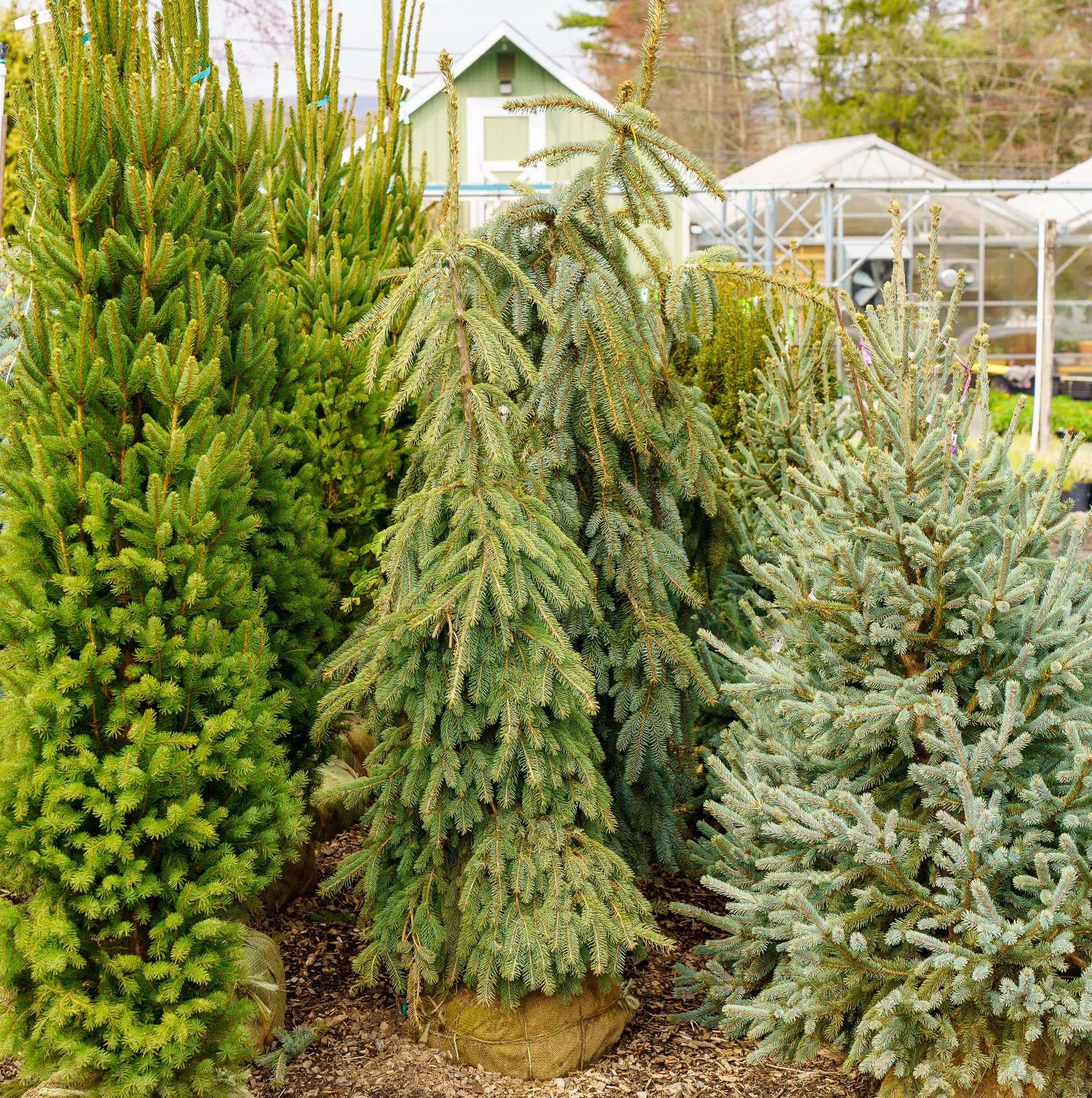 Weeping White Spruce